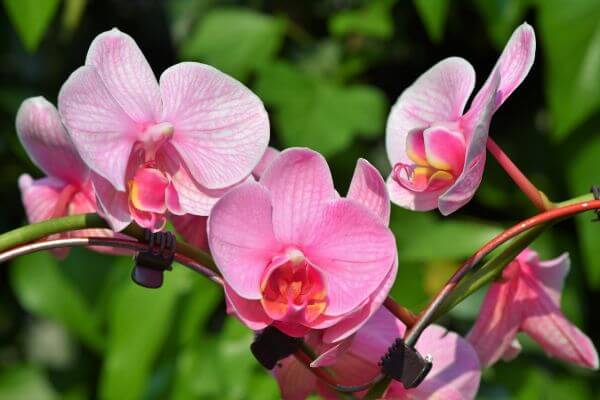 Como Cuidar de Orquídeas